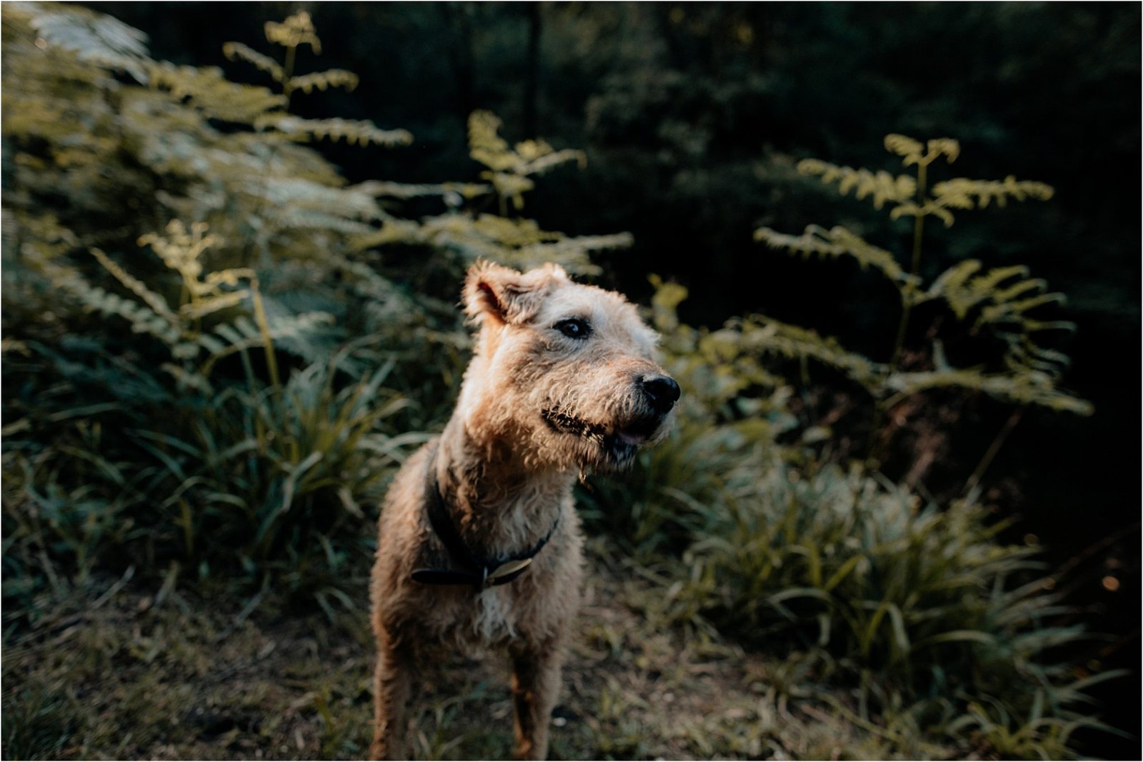 Wild swims,devon engagement shoot,engagement photos,engagement shoot,river swims,river teign,rockrose photography,woodland,