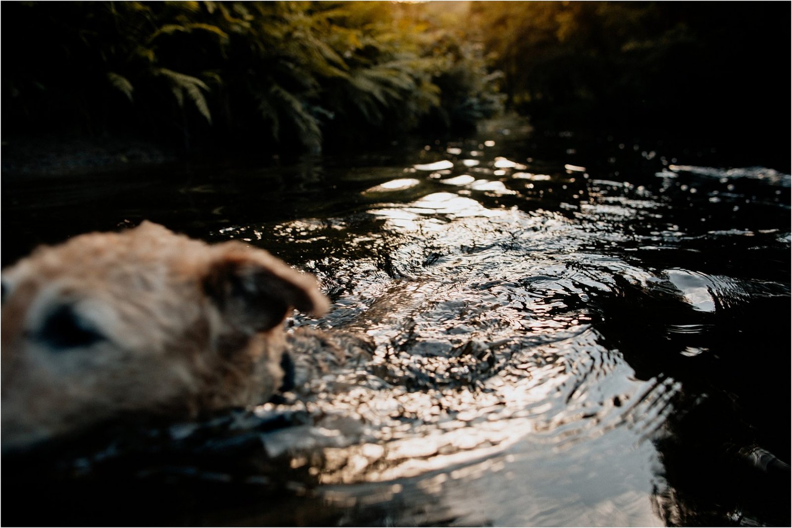 Wild swims,devon engagement shoot,engagement photos,engagement shoot,river swims,river teign,rockrose photography,woodland,