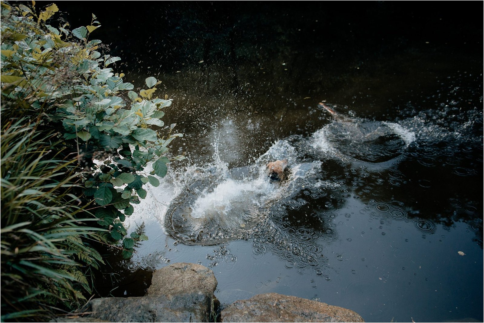 Wild swims,devon engagement shoot,engagement photos,engagement shoot,river swims,river teign,rockrose photography,woodland,