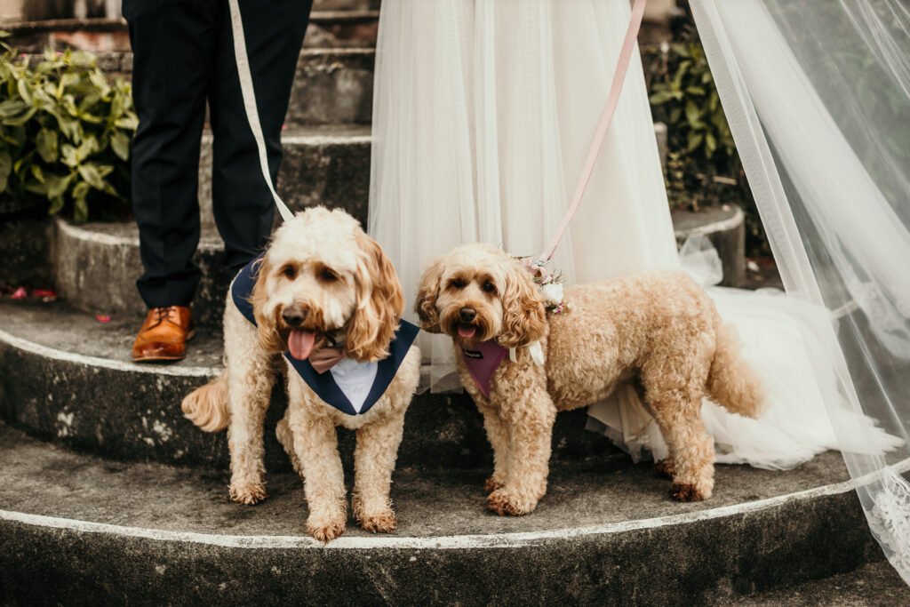 Dartmoor Wedding photographer