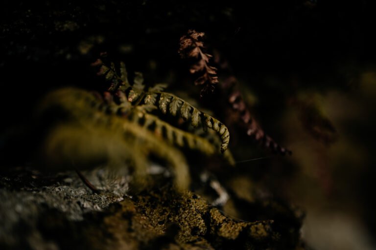 FERNS ON DARTMOOR