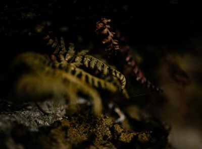 Dartmoor photography