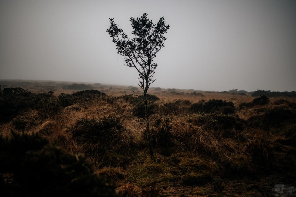 LONE TREE on dartmoor