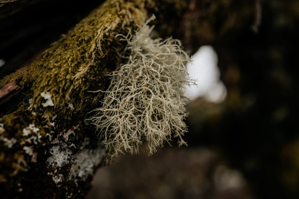 lichen on dartmoor