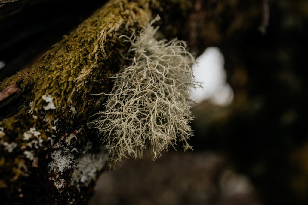 Photography walks