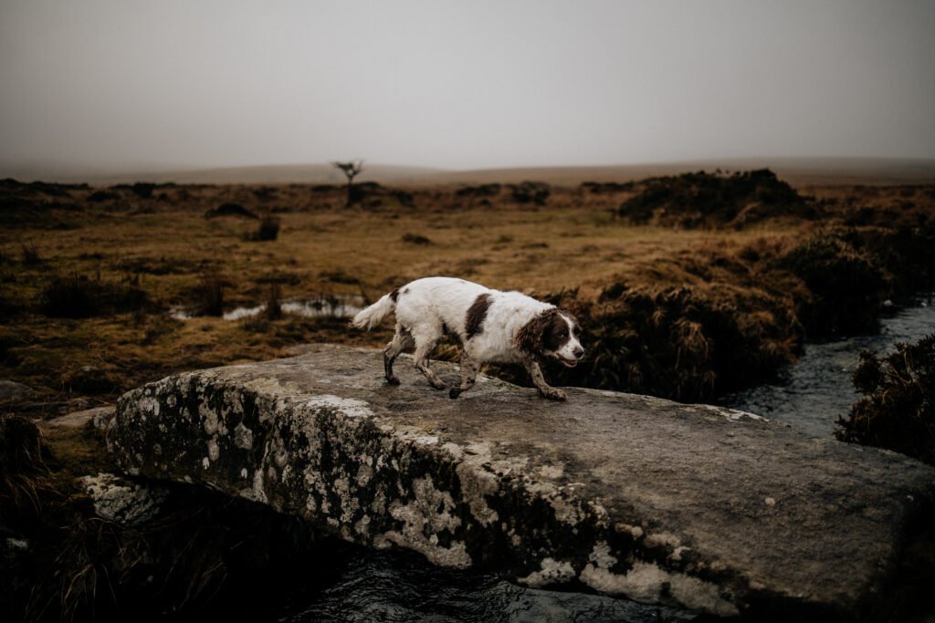 dog on a bridge