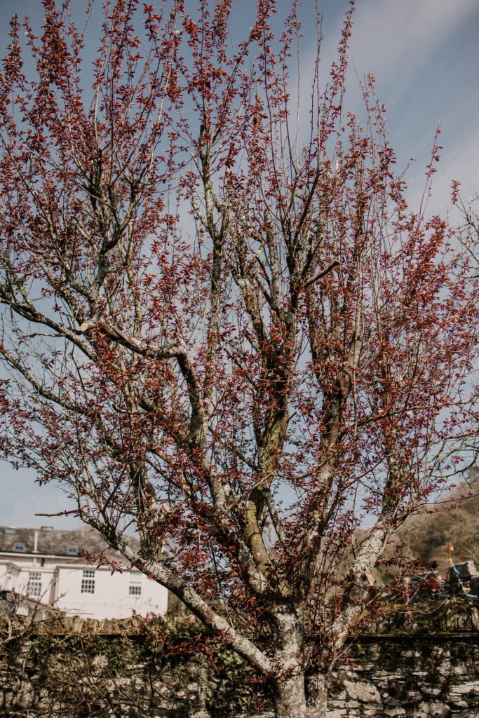 wedding Dartmoor