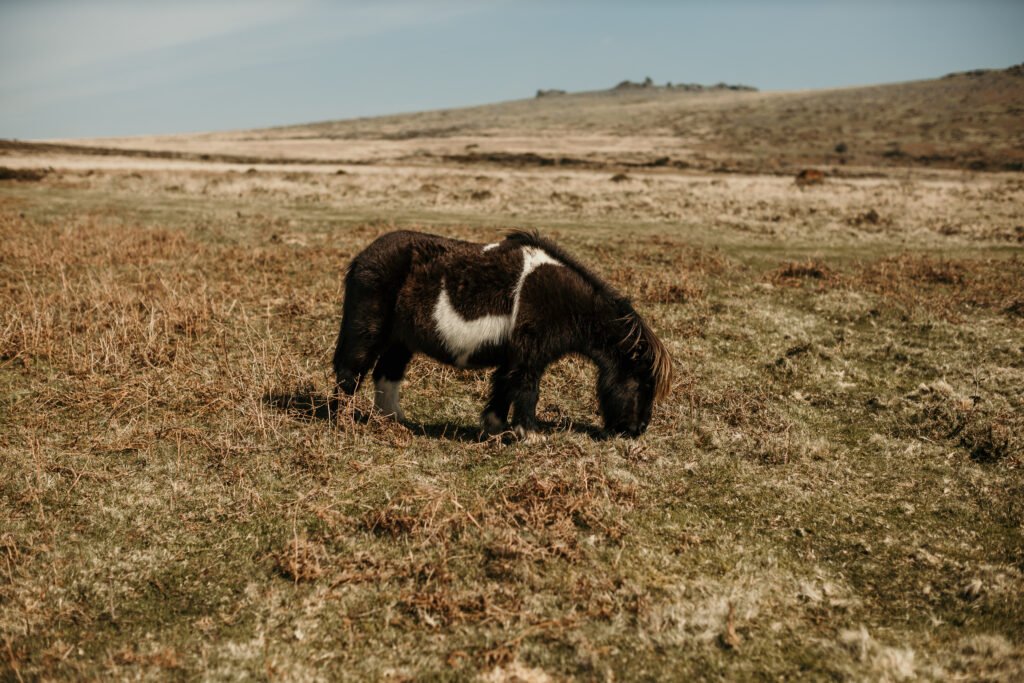 wedding Dartmoor