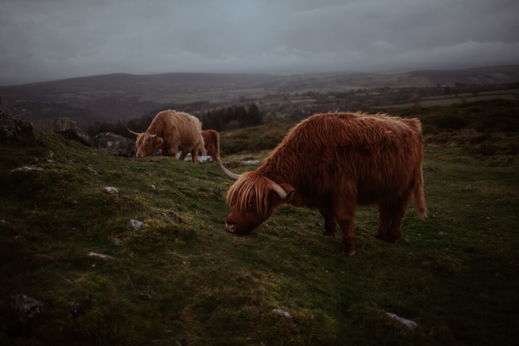 Dartmoor photography