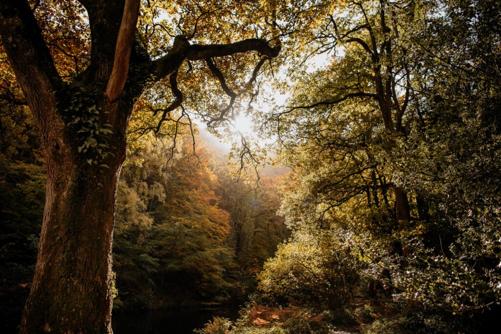 Dartmoor photography