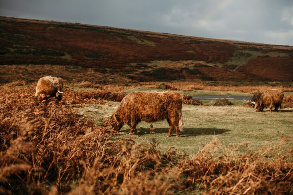 Dartmoor photography