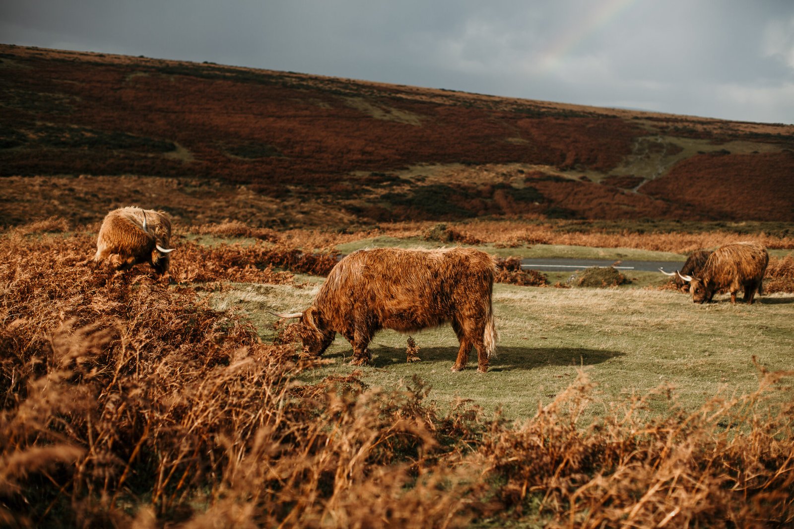 Dartmoor photography