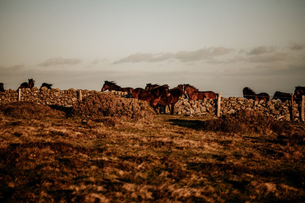Dartmoor photography