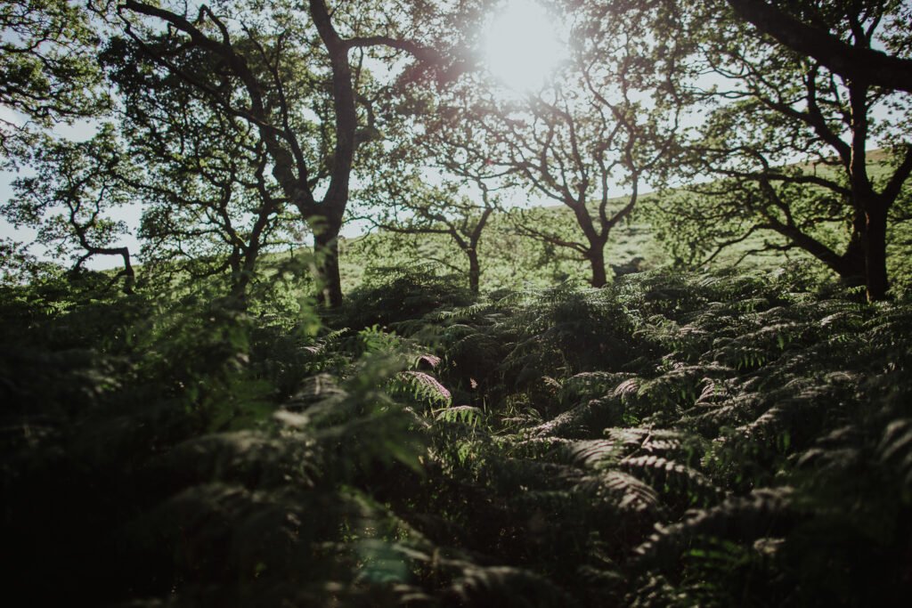 Dartmoor photography