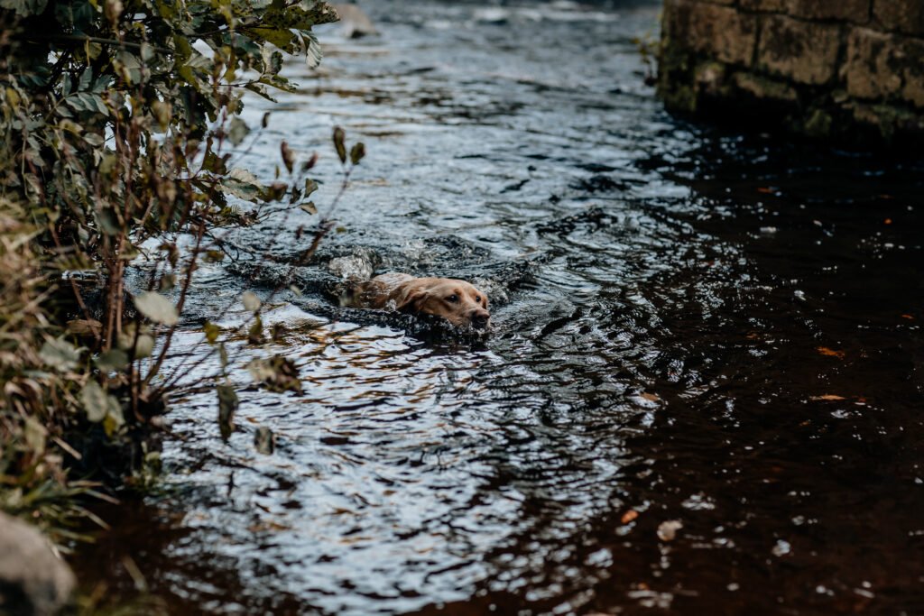 Dartmoor photography