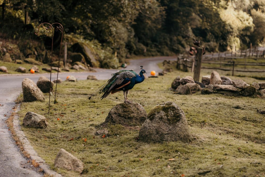 gothic Dartmoor wedding