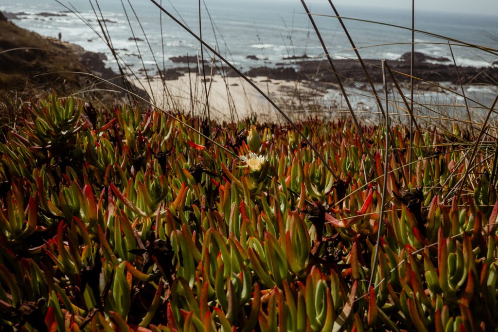 Rota Vincentina Fishermans trail
