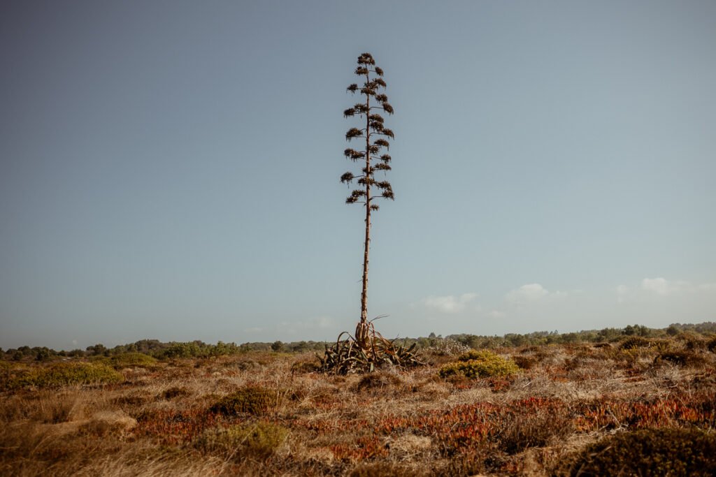 Rota Vincentina Fishermans trail